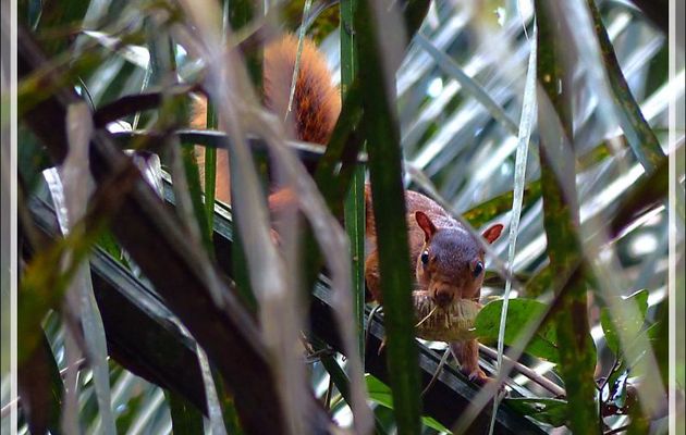 Ecureuil - Inkaterra Hacienda Concepcion - Puerto Maldonado - Pérou