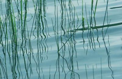 Reflets dans l'onde