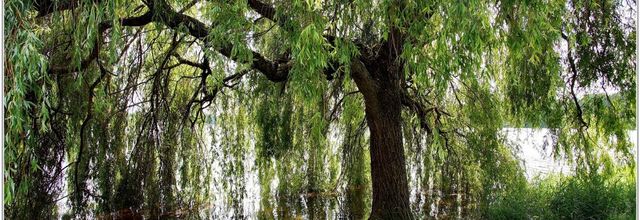Saule Pleureur (1) - Salix babylonica