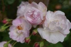 le jardin de Patou aime la vie en rose