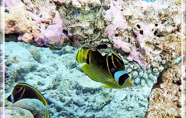 Poisson-papillon raton laveur, Chétodon à croissant, Chétodon rayé, Chapeau de sorcière,  Raccoon butterflyfish (Chaetodon lunula) - Snorkeling à Moofushi - Atoll d'Ari - Maldives
