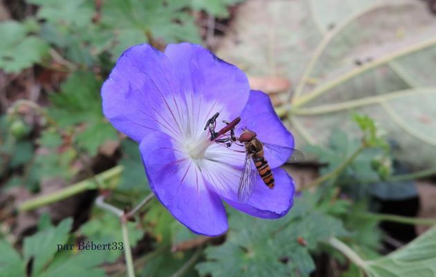 une bébète sur une fleur de Géranium