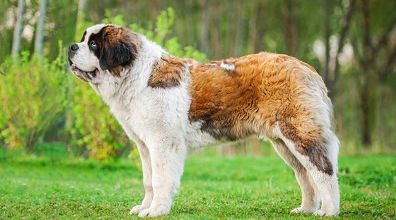Loin du chien-chien à sa mémère ... 