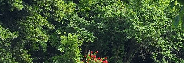 Quand le rouge sublime le vert