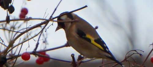 Le chardonneret élégant