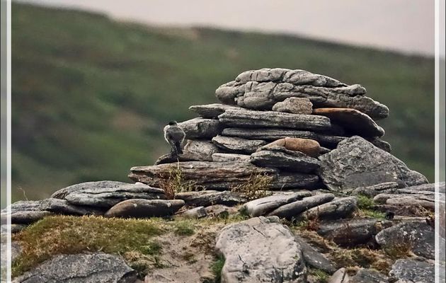 6 mars 2019 : débarquement à Grave Cove - West Falkland (Malvinas, Malouines) - Grande-Bretagne