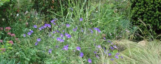 Geranium 'Orion'
