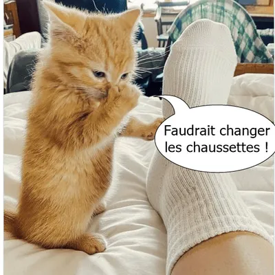 Herve, maroilles, ou munster ?