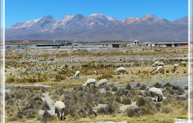 Alpagas sur fond de Nevado Chachani - Patahuasi - Pérou