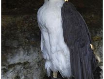 Pygargue blagre (à Ventre Blanc) - Haliaeetus leucogaster - White-bellied Sea-Eagle