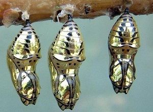 Des bijoux ...