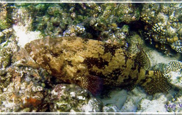 Mérou marbré brun, Brown-marbled grouper (Epinephelus fuscoguttatus) et Mérou paon, Vieille cuisinière, Bluespotted grouper (Cephalopholis argus) - Snorkeling à Thudufushi - Atoll Ari - Maldives