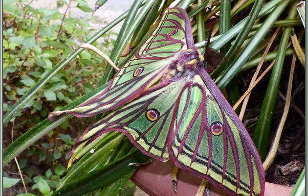 Randonnée au Congost de Mont-Rebei : Papillon Isabelle mâle (Graellsia isabellae paradisea) - Alsamora - Catalogne - Espagne