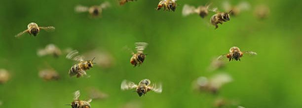 Abeilles