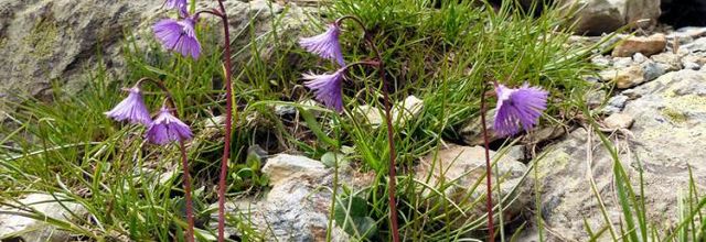 Soldanella alpina  -  soldanelle des Alpes