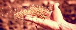 Obedience is a seed