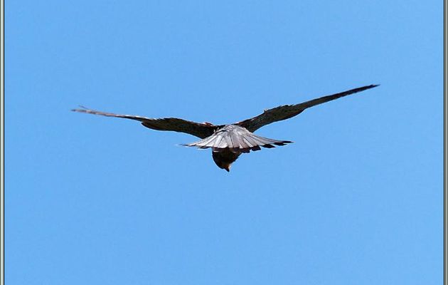 Faucon crécerelle en vol du "Saint-Esprit" - La Couarde-sur-Mer - Ile de Ré