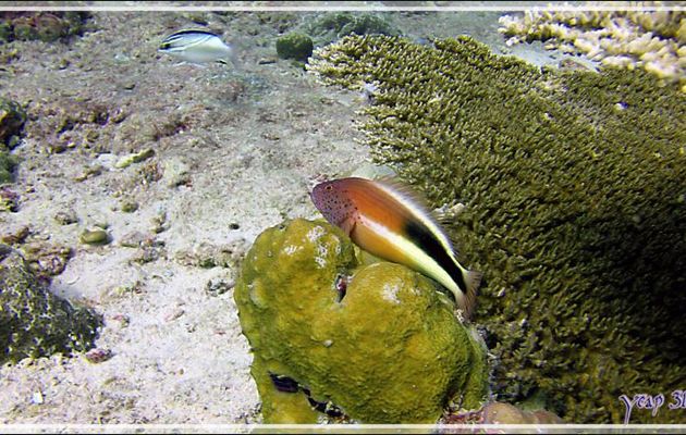 Poisson-faucon de Forster, Forster's hawkfish (Paracirrhites forsteri) et Happeur à deux lignes ou Brème de mer à écharpe (Scolopsis bilineata) - Panettone Kandu - Atoll d'Ari - Maldives
