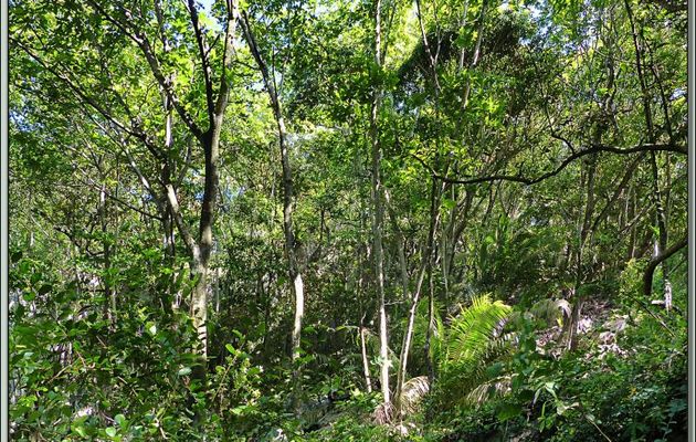 Après avoir marché "au jugé" dans la forêt entre végétation et rochers, enfin une petite vue sur le large - Praslin - Seychelles