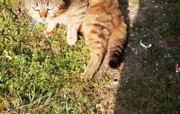  Agir et penser comme un chat (17)