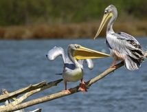 Atterrissage de Pélican gris