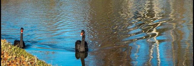 Rambouillet : Premiers cygnes noirs