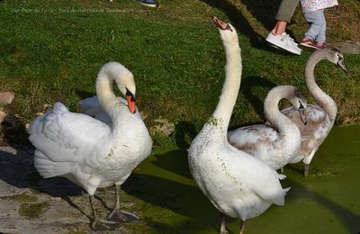 Rambouillet : Cygnes tuberculés : Un caractère de cochon !