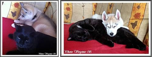 Comme chien et chat (23 mars 2013)