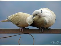 Les oiseaux du jardin
