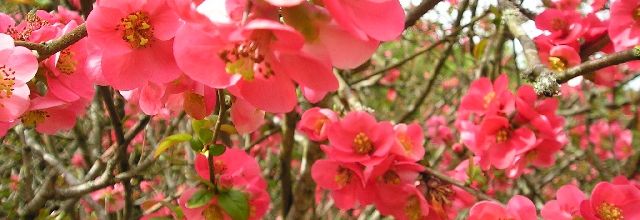 Printemps