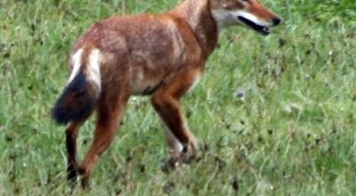 Le loup d'Ethiopie