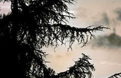 Tanka prose : Réveil d'été