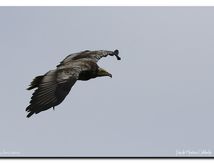 Vautour percnoptère juvénile