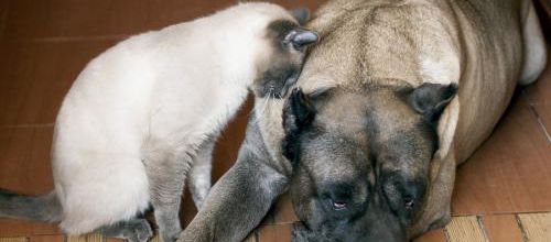 En cas d'empoisonnement de votre chat ou de votre chien