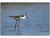 Echasses blanches ♀ et ♂