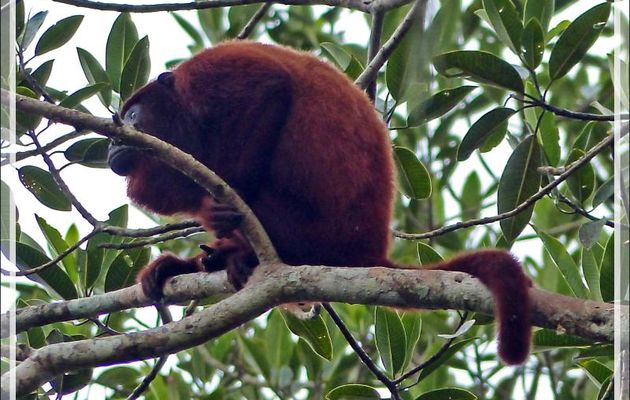 Singe hurleur - Inkaterra Hacienda Concepcion - Puerto Maldonado - Pérou