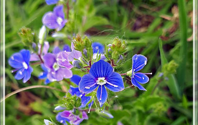 Véronique petit-chêne, Véronique  des bois, Fausse germandrée, Germander speedwell, Bird's-eye speedwell, Cat's eyes (Veronica chamaedrys L.) - Milhas - 31