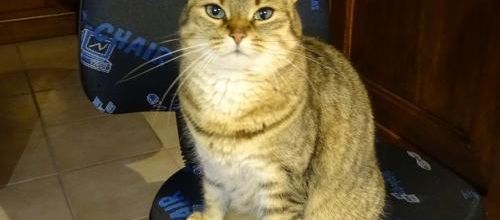 La semaine de Quya Chat pître 1