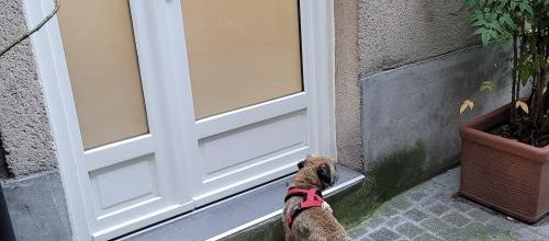 Une longue marche avec Reglisse dans les rues aujourd'hui !!