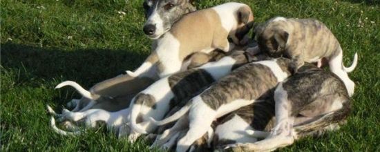 1ére sortie des chiots de Cordo et Anastasia