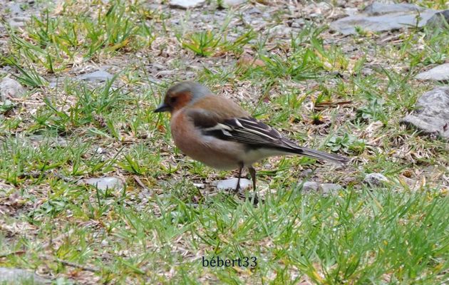 un bel oiseau devant ma fenêtre