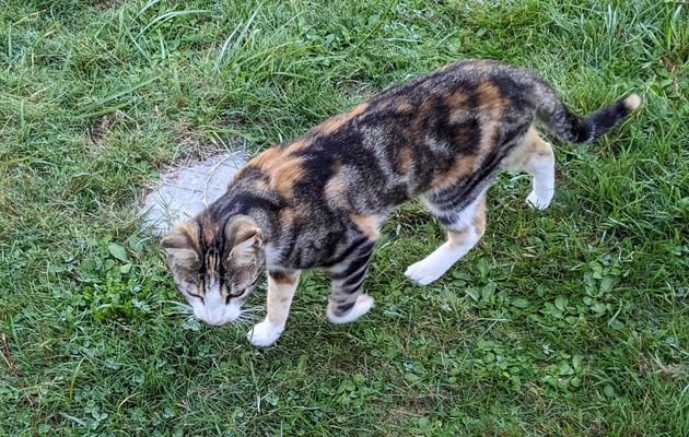 un minou-minette vient chez nous