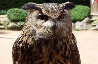 un hibou grand duc !