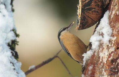 Brouillard et neige au refuge