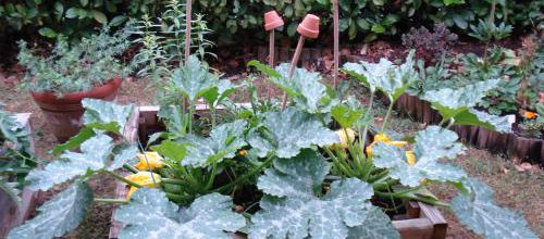 Je veux un potager