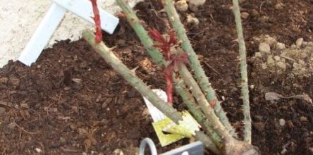 A rose is born : Gertrude Jekyll (grimpant)