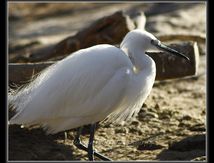Aigrette garzette - Egretta garzetta