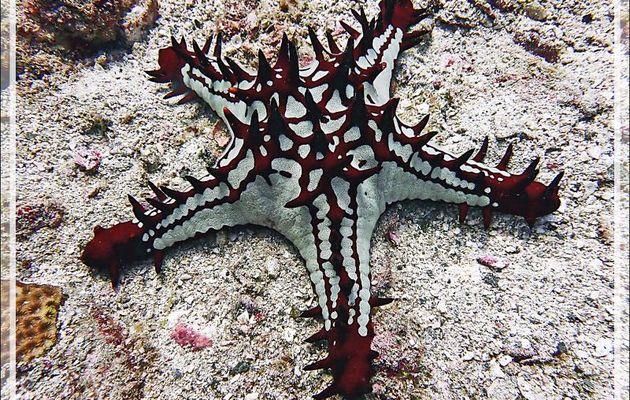 Etoile de mer à bosses rouges ou d'Afrique ou à cornes rouges, Red knobbed starfish, Red sea star (Protoreaster lincki) - Betalinjona (2ème Frère) - Nosy Tsarabanjina - Archipel Mitsio, Madagascar