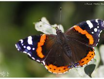Vulcain - Vanessa atalanta - Nymphalidae