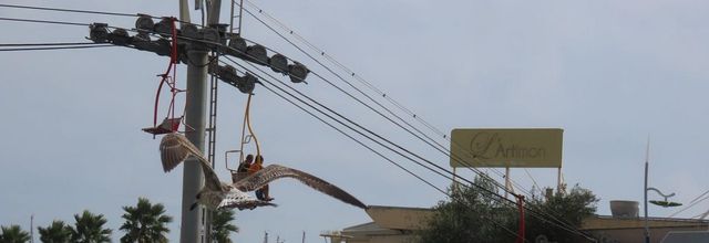 des oiseaux à Palavas